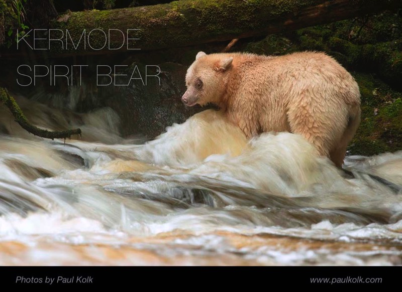 Canada Paul Kolk eBook